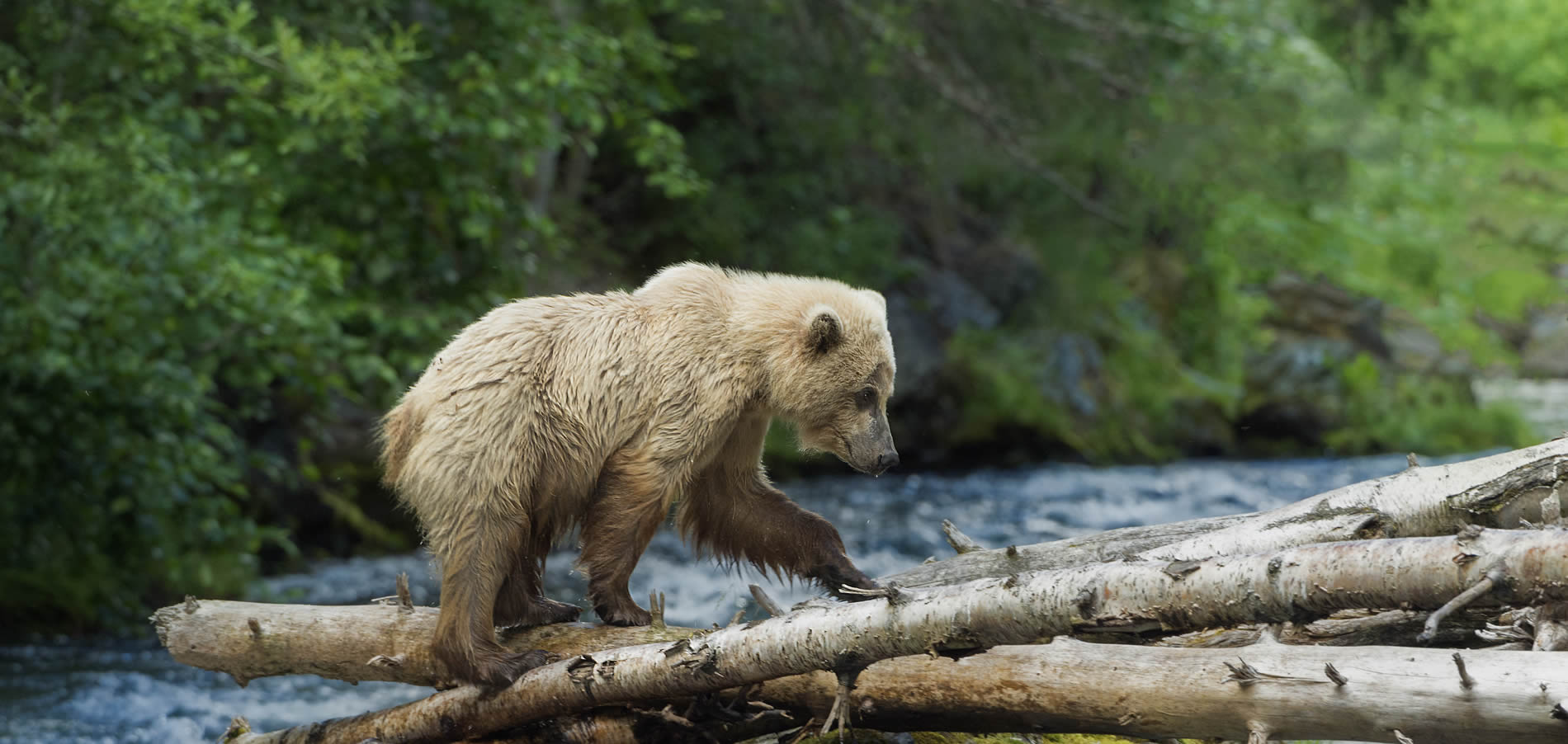 bear on river in kenai peninsula alaska